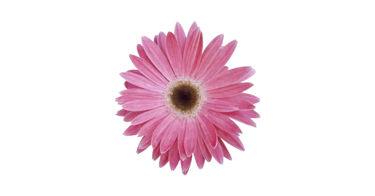 pink flower of employer branding