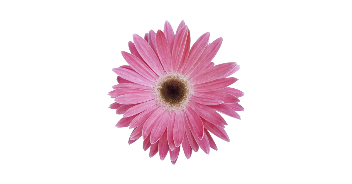pink flower of employer branding